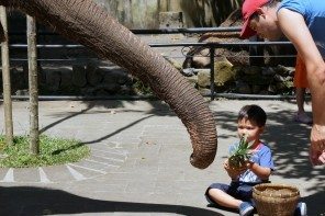 Travel with kids to Bali Zoo to feed elephants pineapples