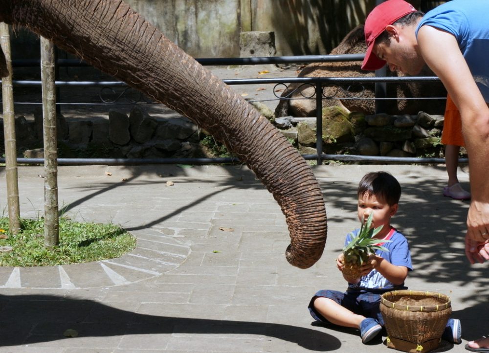 Travel with kids to Bali Zoo to feed elephants pineapples