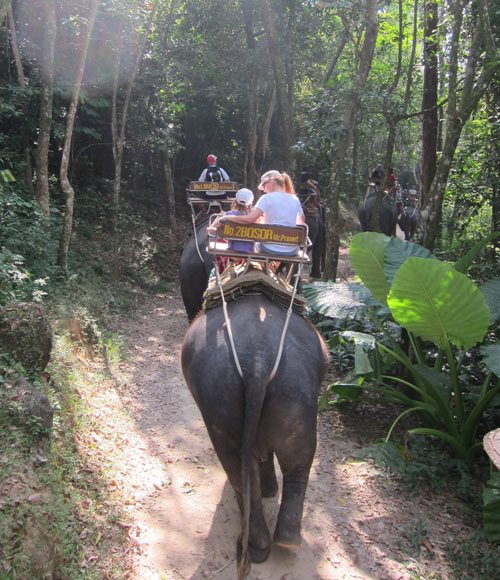 Tourists with kids in Phuket unaware that to be ridden, the elephant's spirit had been broken as babies.