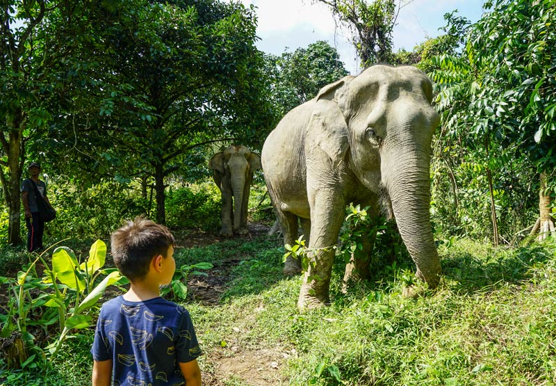 Ethical elephant tours phuket. Watching elephants be elephants
