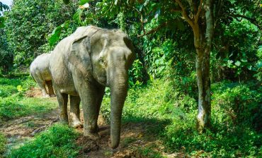 Day Trip Phuket. Phuket Elephant Sanctuary. Ethical elephant tours. Walk in the jungle.